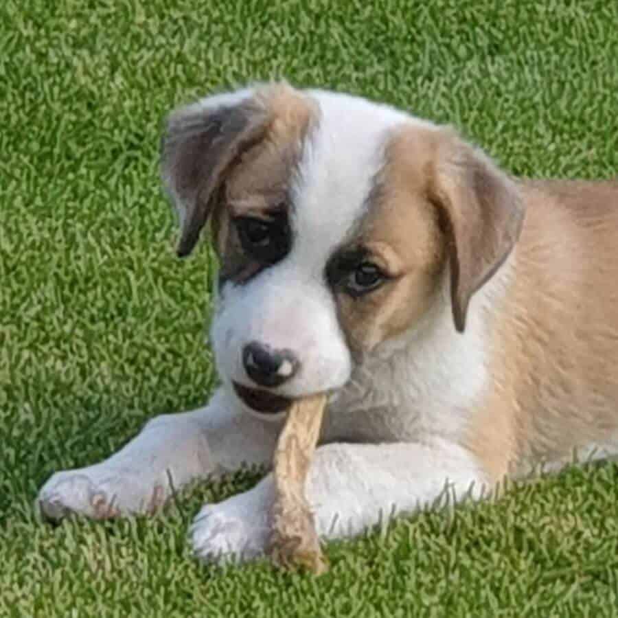 Cookie-hallo-900x900 Cookie unser Hund